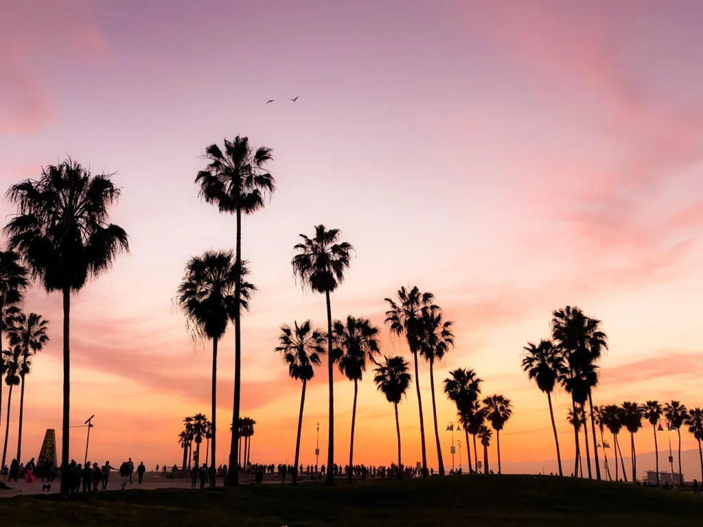 This image displays palm trees in California.

in the article: The best rock, metal and blues festivals in California, hotels near the festivals and the best sightseeing near the festivals. 